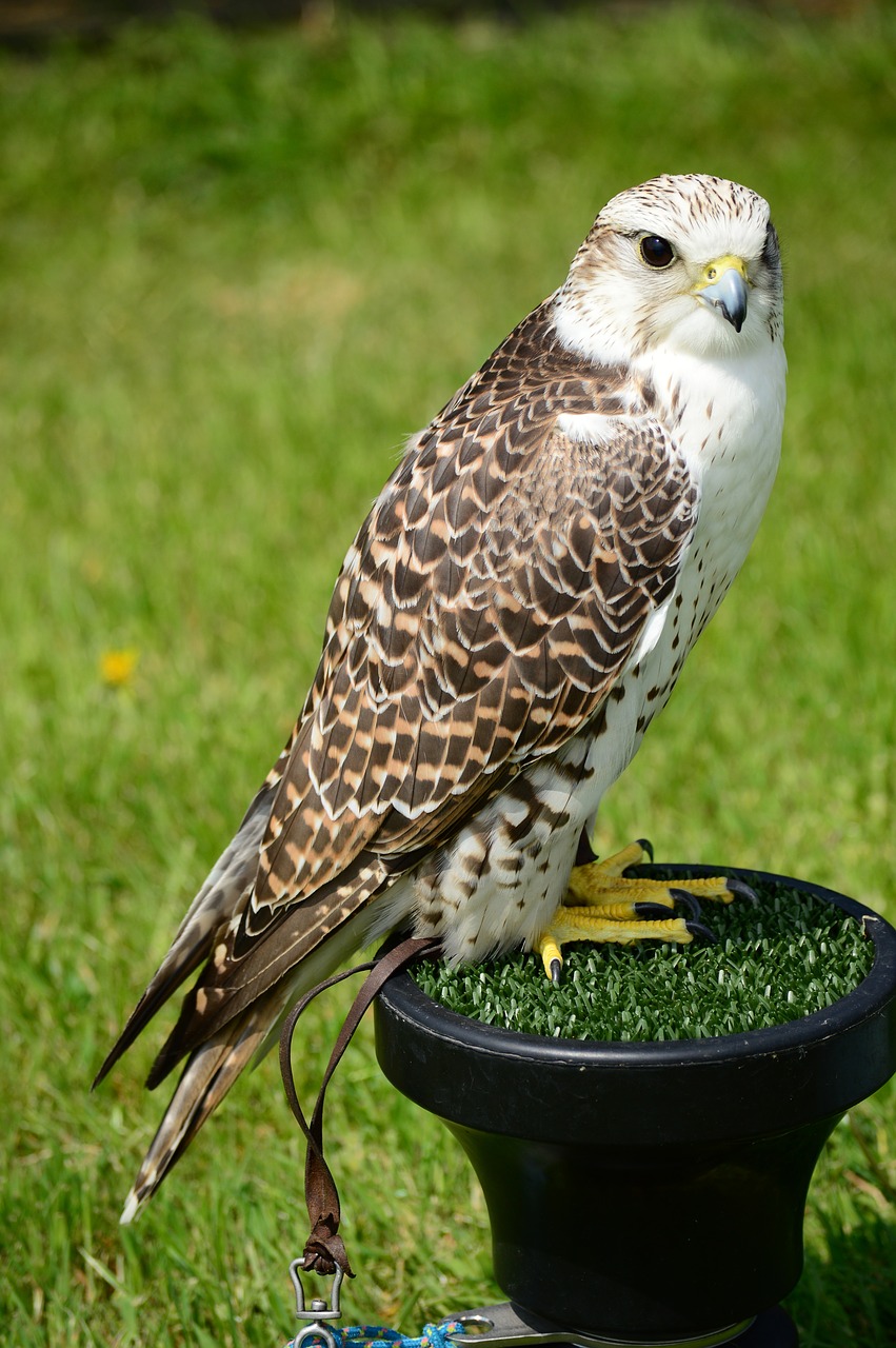 Sakalas,  Falcon,  Raptor,  Paukštis,  Pobūdį,  Predator,  Hunter,  Plunksna,  Snapas,  Hawk