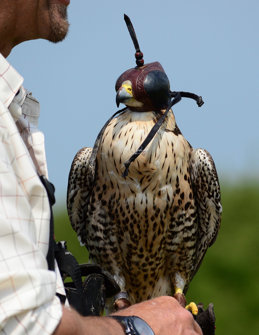 Sakalas,  Falcon,  Raptor,  Paukštis,  Pobūdį,  Predator,  Hunter,  Plunksna,  Snapas,  Hawk