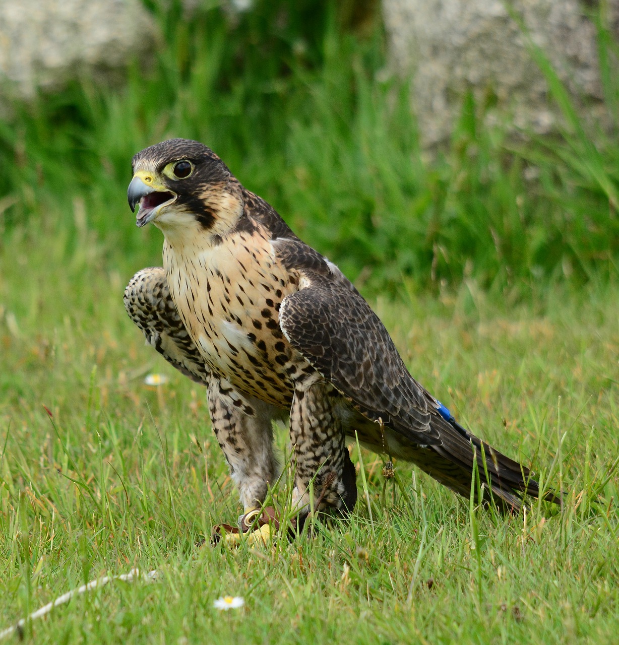 Sakalas,  Falcon,  Stovėti,  Grindų,  Paukštis,  Pobūdį,  Predator,  Raptor,  Plunksna,  Akių