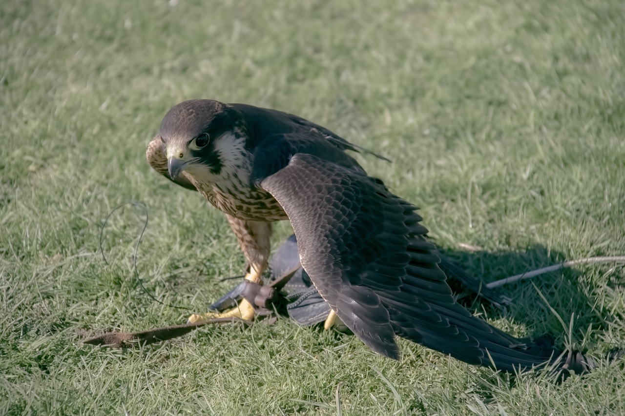 Šokoladas, Salkūnai, Peregrine, Raptoras, Plėšrūnas, Laukinė Gamta, Paukštis, Falconer, Greitai, Nemokamos Nuotraukos