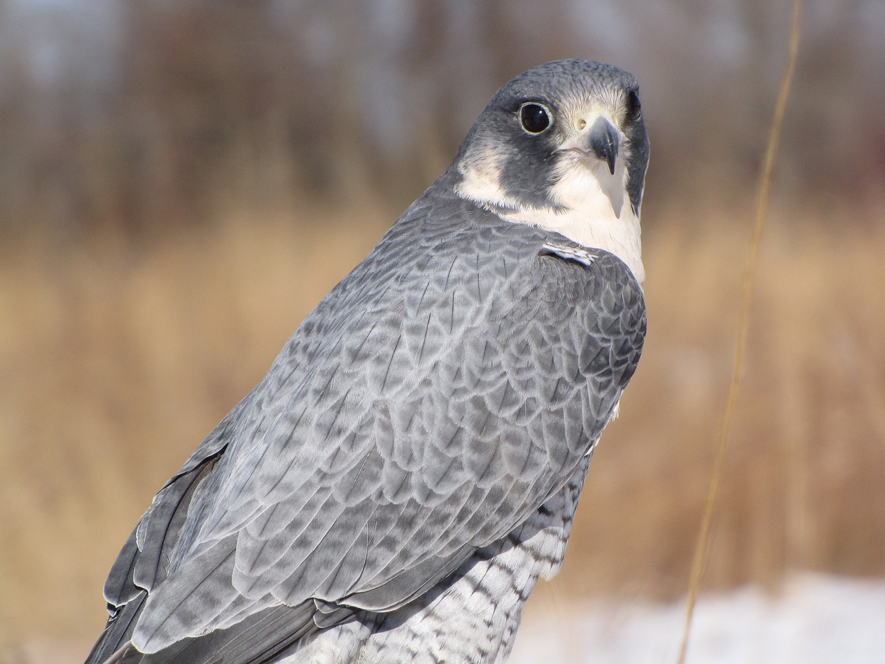 Šokoladas, Paukštis, Peregrine, Falcon, Laukinė Gamta, Gamta, Laukiniai, Raptoras, Snapas, Medžiotojas