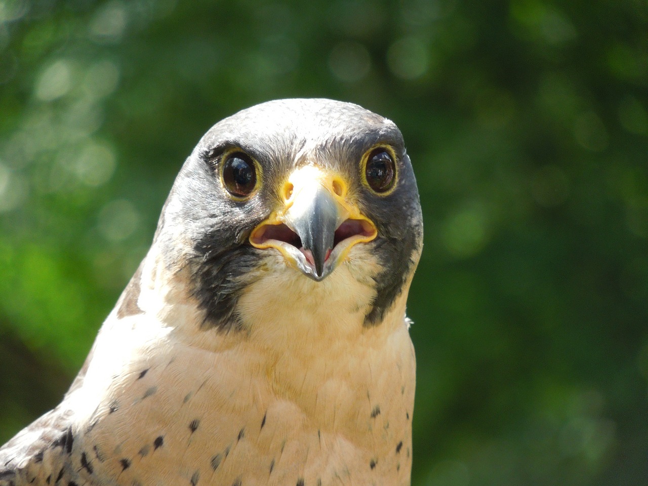 Šokoladas, Raptoras, Gamta, Uždaryti, Nemokamos Nuotraukos,  Nemokama Licenzija