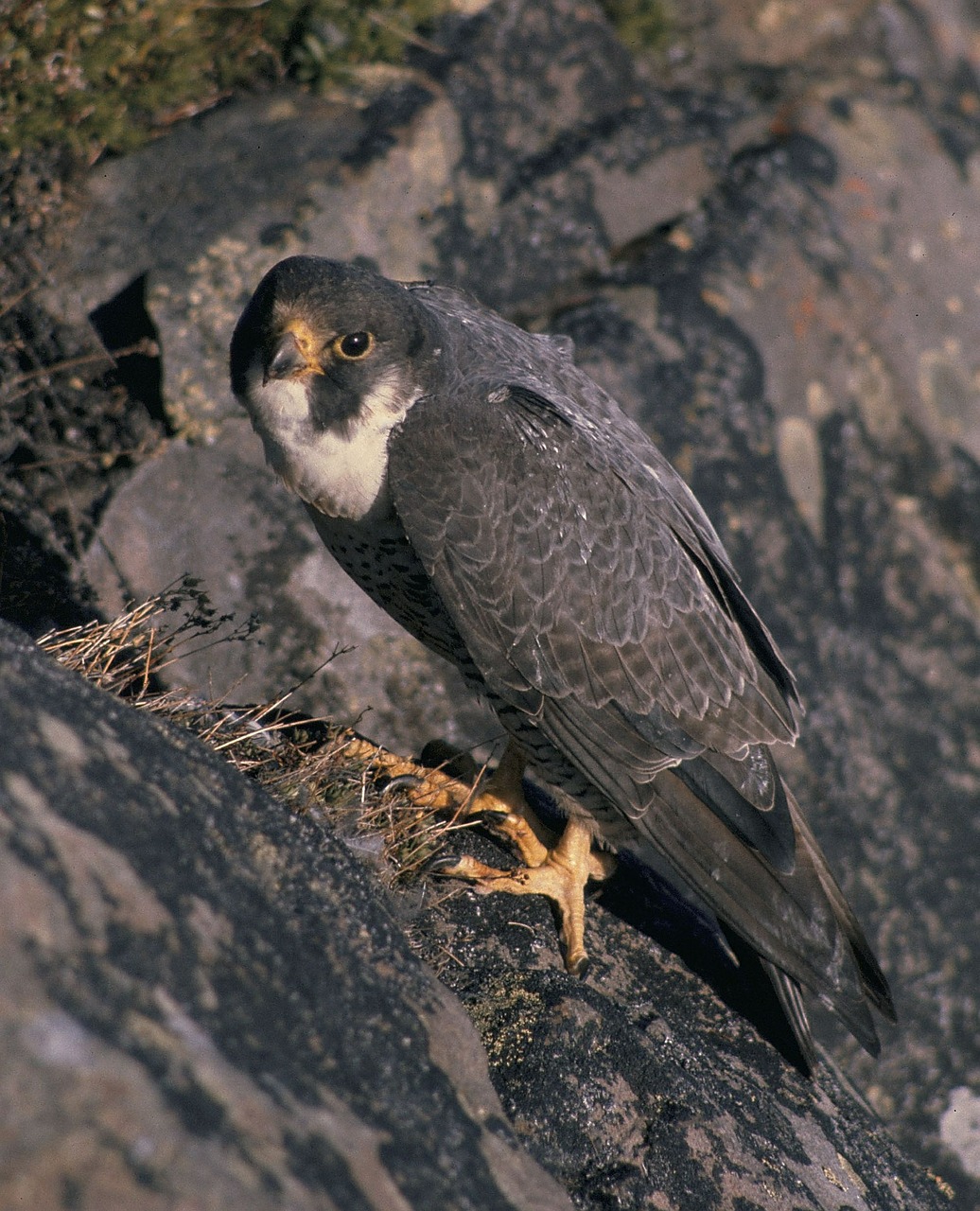 Šokoladas, Falcon, Lizdas, Paukštis, Laukiniai, Gyvūnas, Plėšrūnas, Gamta, Laukinė Gamta, Mėsėdis