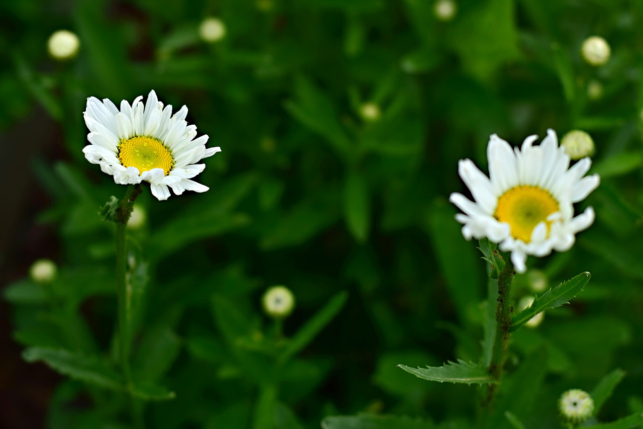 Daugiamečių,  Gėlė,  Vasaros Gėlės,  Marguerite,  Makro,  Gamta, Nemokamos Nuotraukos,  Nemokama Licenzija