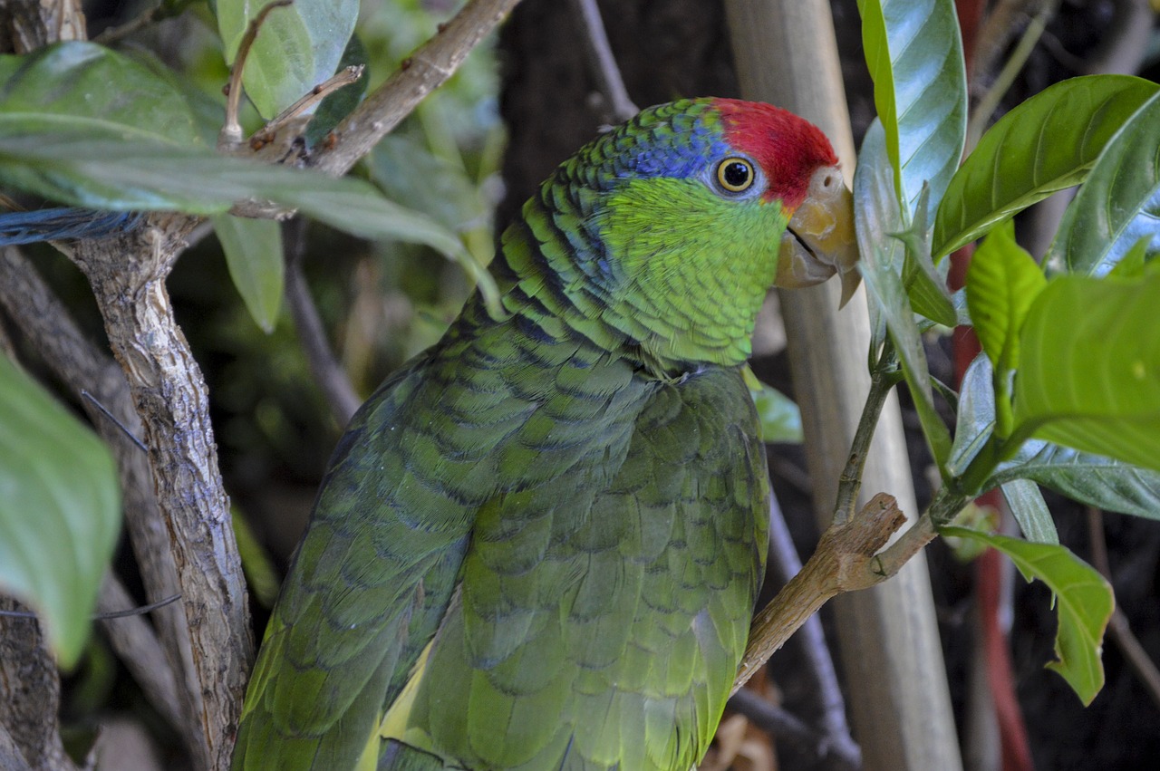 Perico, Gamta, Paukščiai, Paukštis, Gyvūnas, Fauna, Sparnai, Gyvūnai, Grožis, Miškas