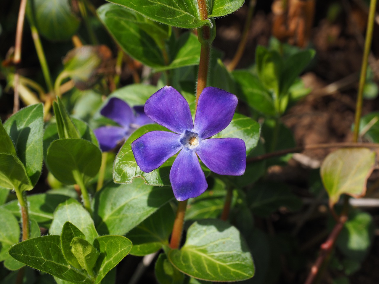 Periwinkle, Gėlė, Žiedas, Žydėti, Violetinė, Violetinė, Vinca, Šuo Dovanų Šiltnamio, Apocynaceae, Mažas Periwinkle