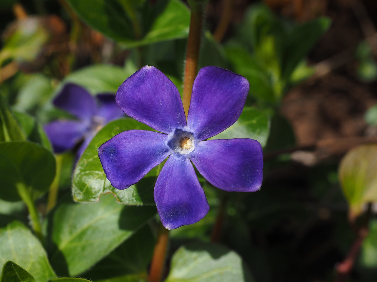 Periwinkle, Gėlė, Žiedas, Žydėti, Violetinė, Violetinė, Vinca, Šuo Dovanų Šiltnamio, Apocynaceae, Mažas Periwinkle