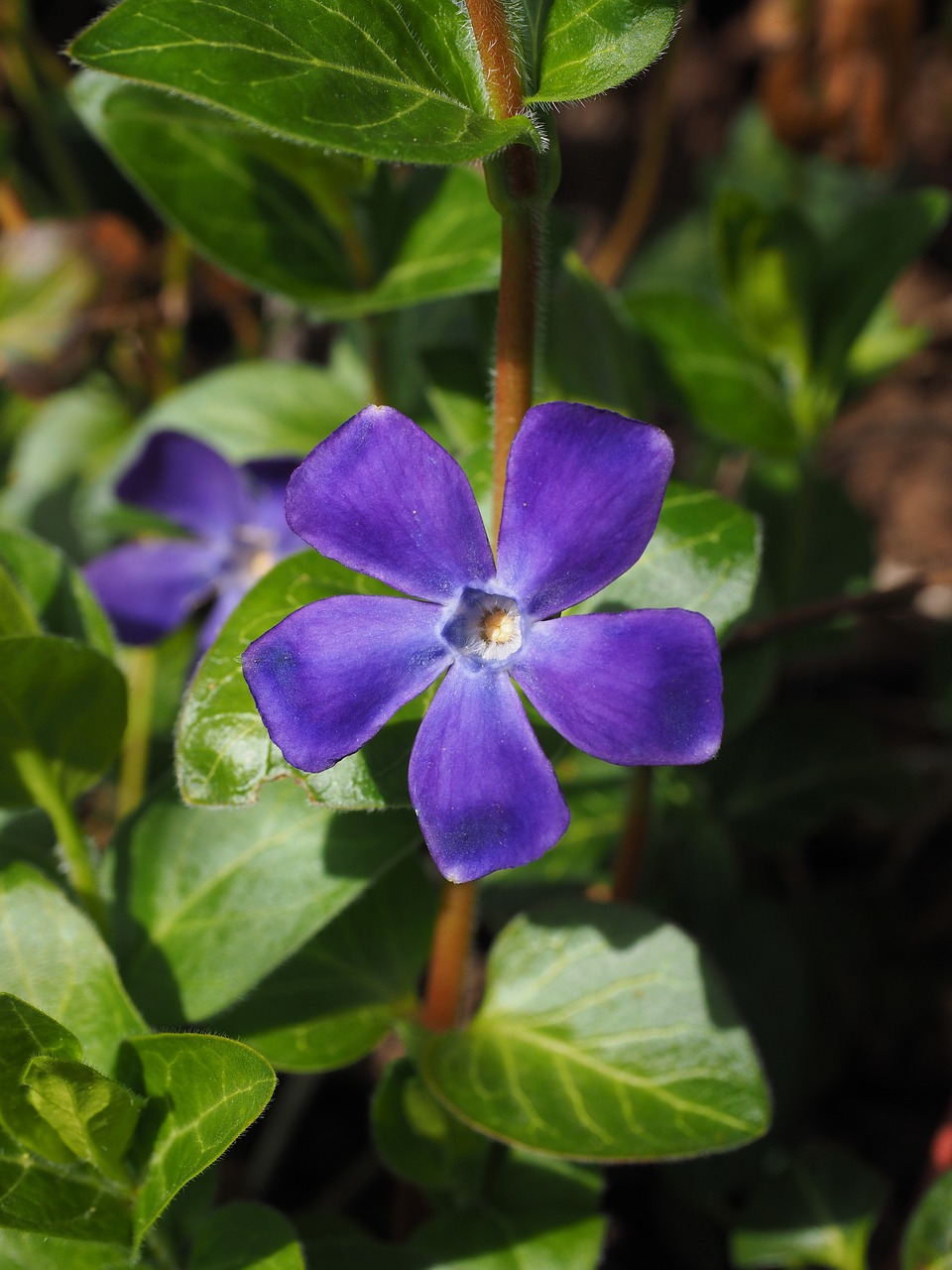 Periwinkle, Gėlė, Žiedas, Žydėti, Violetinė, Violetinė, Vinca, Šuo Dovanų Šiltnamio, Apocynaceae, Mažas Periwinkle