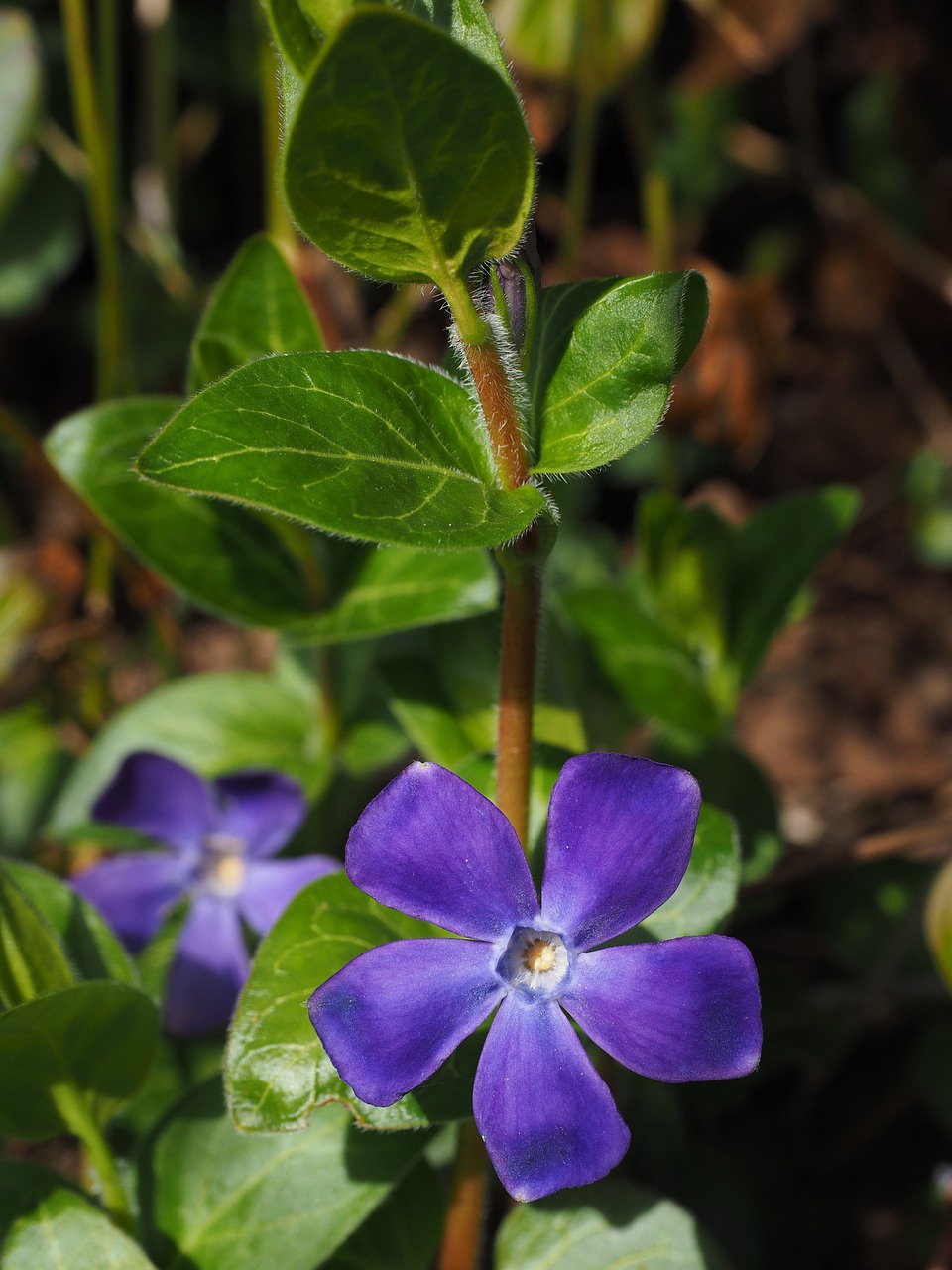 Periwinkle, Gėlė, Žiedas, Žydėti, Violetinė, Violetinė, Vinca, Šuo Dovanų Šiltnamio, Apocynaceae, Mažas Periwinkle