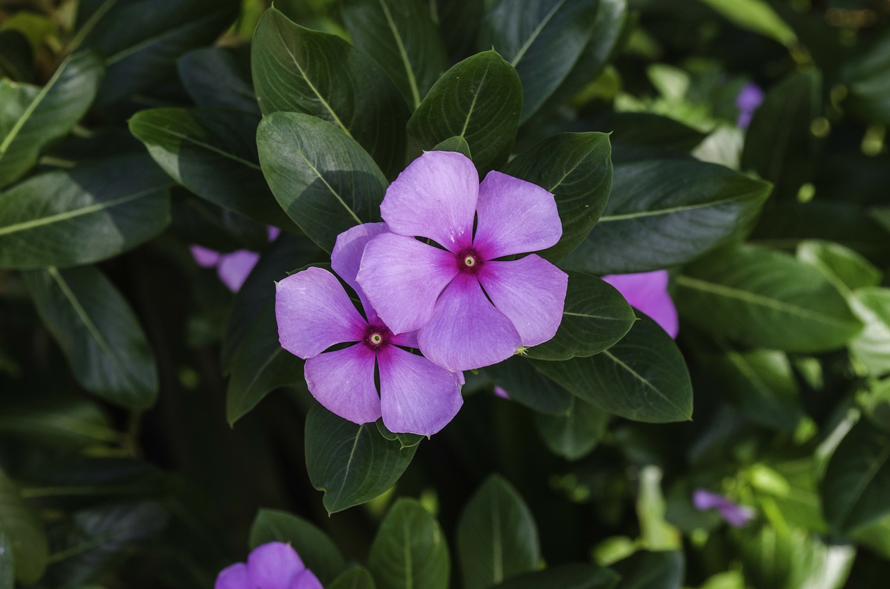 Periwinkle, Sadaphuli, Violetinė, Gėlės, Lapai, Žiedlapiai, Flora, Indija, Nemokamos Nuotraukos,  Nemokama Licenzija