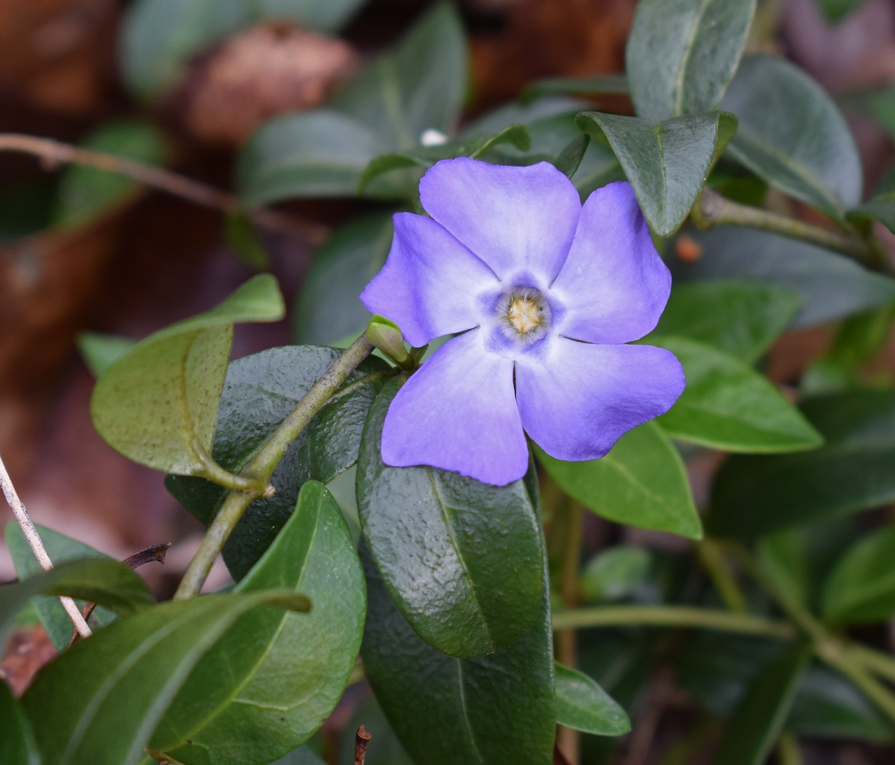 Periwinkle, Žemės Danga, Gėlė, Žiedas, Žydėti, Sodas, Augalas, Gamta, Violetinė, Pavasaris