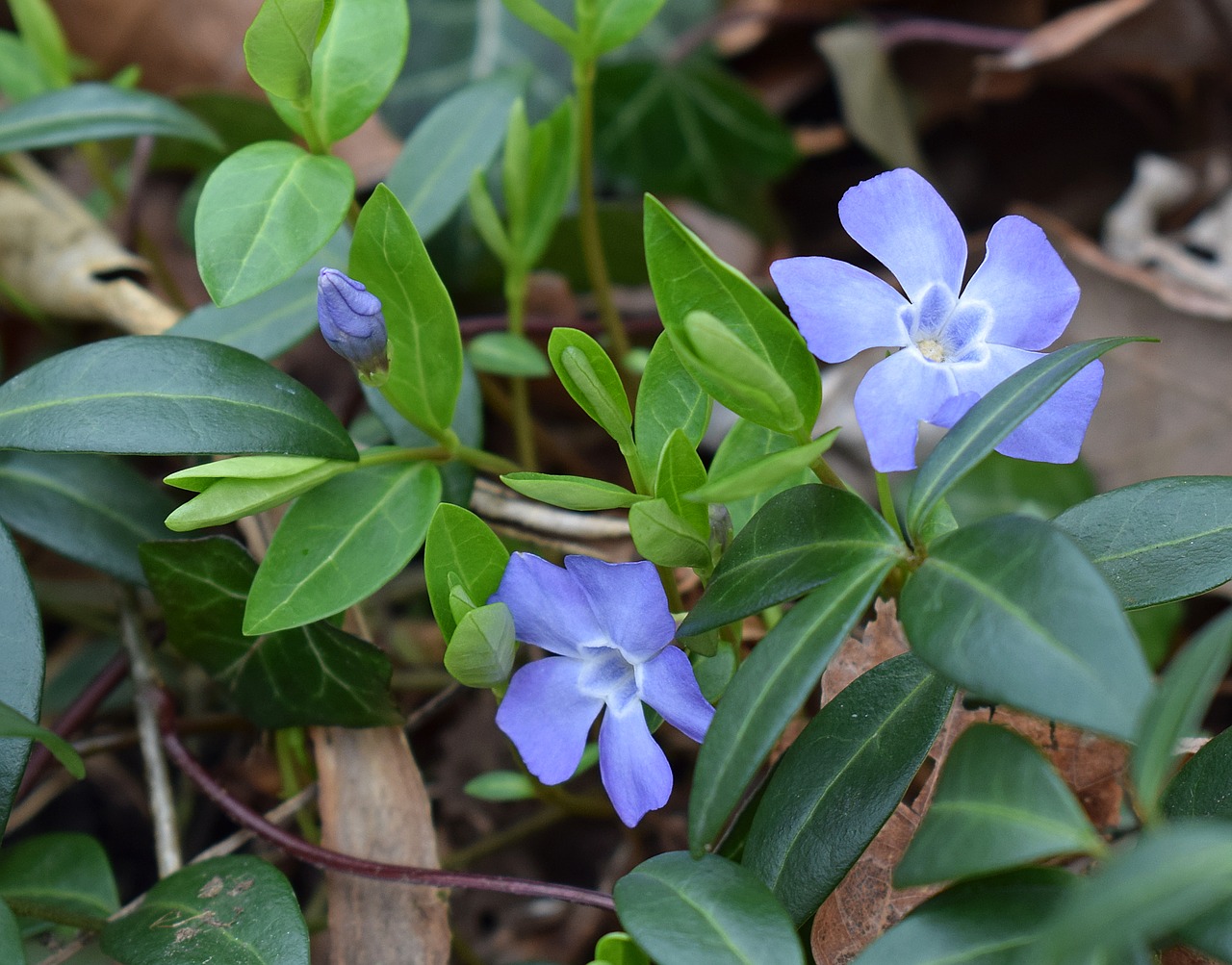 Periwinkle, Žemės Danga, Gėlė, Žiedas, Žydėti, Sodas, Augalas, Gamta, Violetinė, Pavasaris