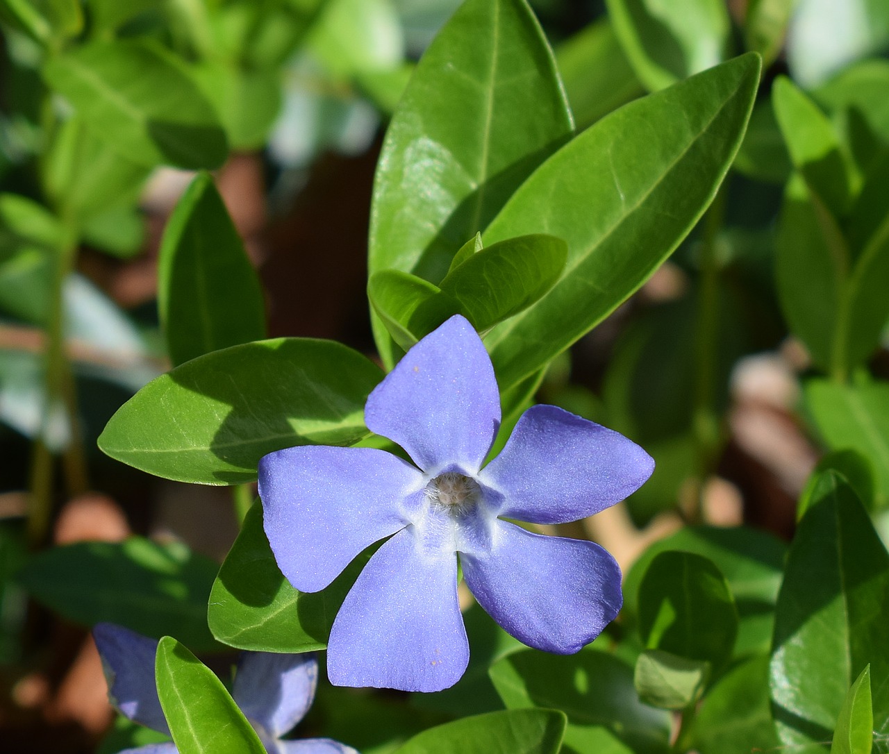 Periwinkle, Žiedas, Gėlė, Žydėti, Augalas, Gamta, Žemės Danga, Mėlynas, Balta, Pavasaris