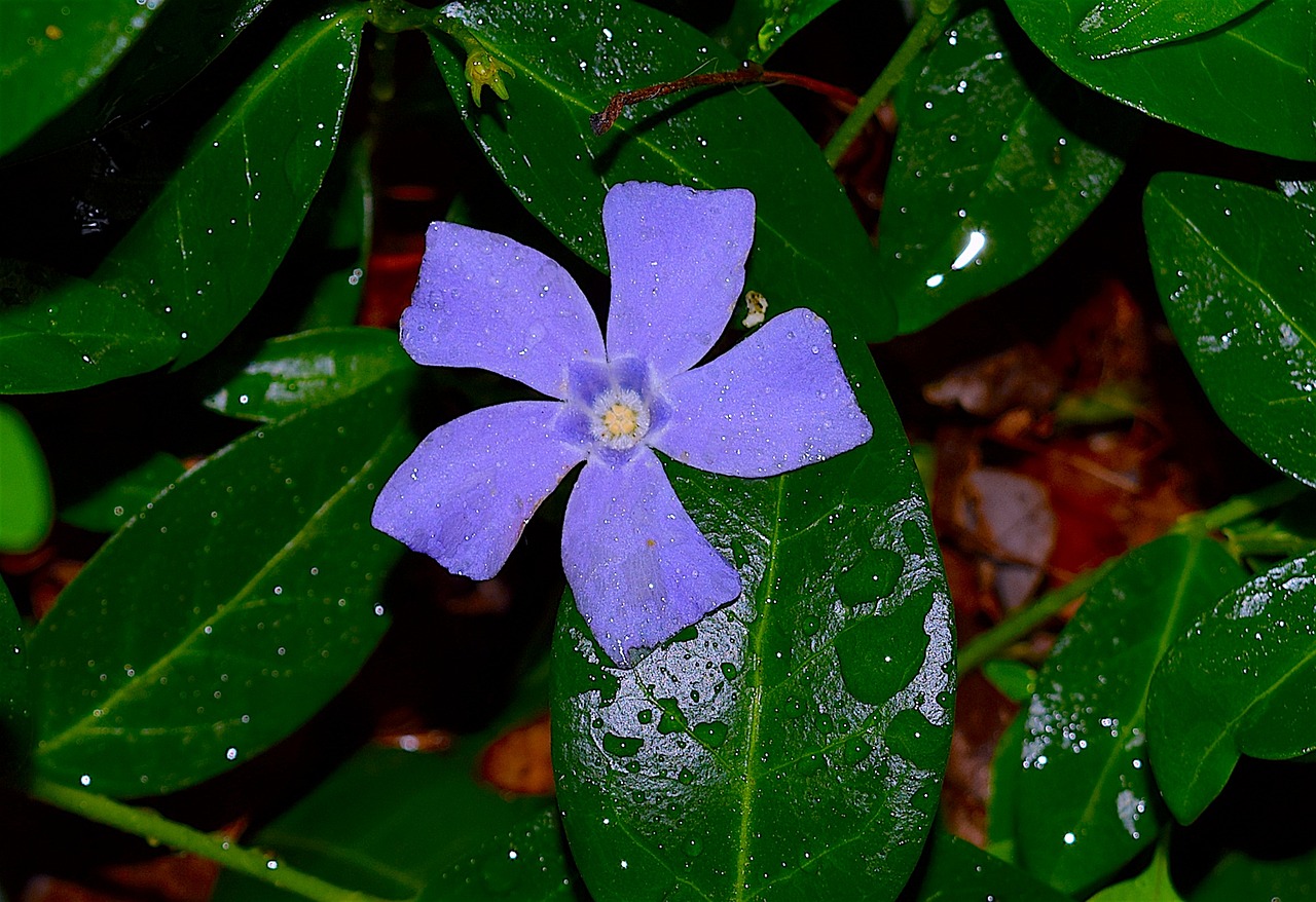 Periwinkle, Violetinė, Mėlynas, Žalias, Lapai, Gėlė, Gamta, Žiedas, Pavasaris, Augalas