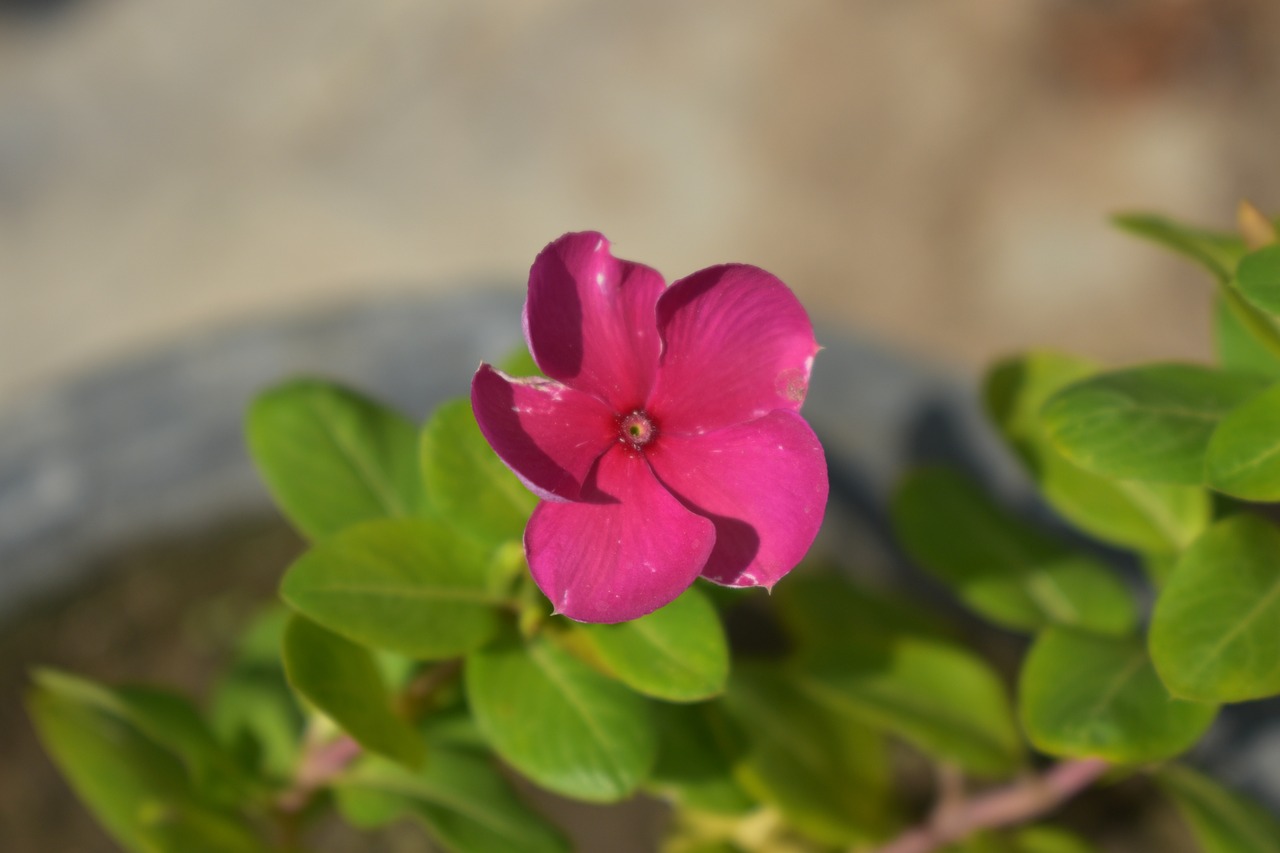 Periwinkle, Teresita, Rožinis, Gėlė, Sadabahar, Gamta, Catharanthus, Vinca, Nemokamos Nuotraukos,  Nemokama Licenzija