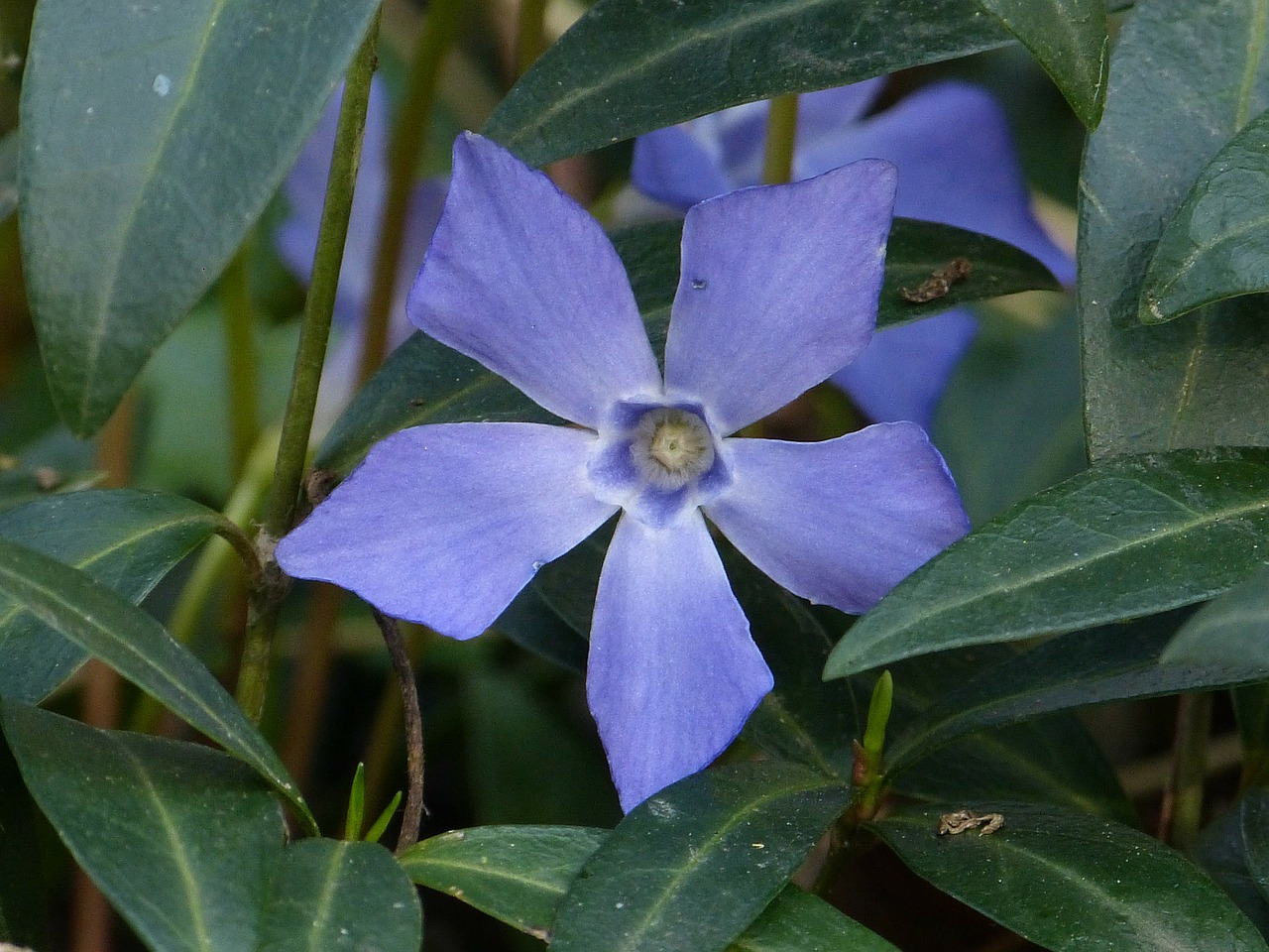 Periwinkle, Mažas Periwinkle, Žiedas, Žydėti, Gėlė, Augalas, Violetinė, Nemokamos Nuotraukos,  Nemokama Licenzija