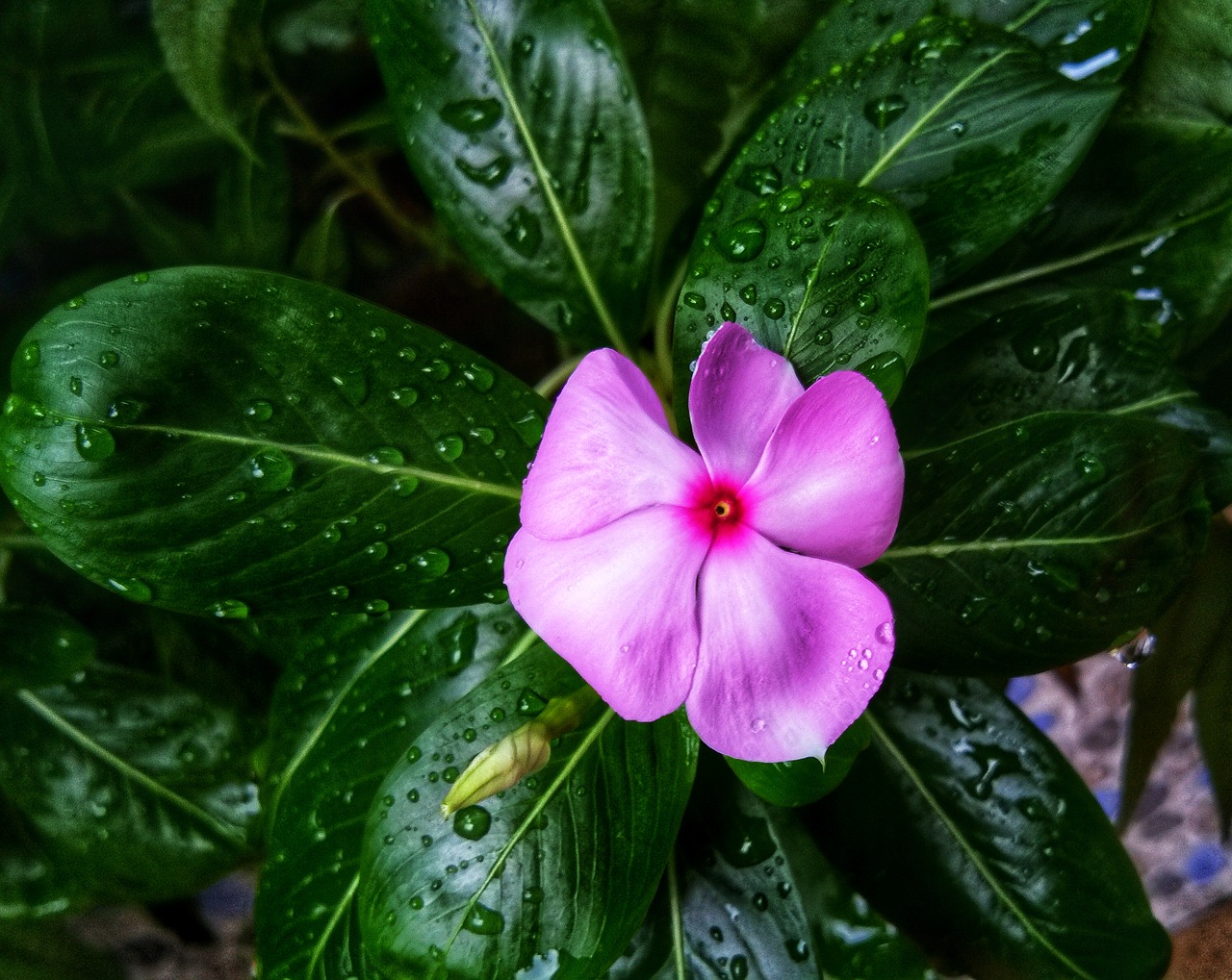 Litorina,  Gėlė,  Pobūdį,  Žiedas,  Žiedlapiai,  Žydi,  Violetinė,  Rožinis,  Sodas,  Violetinė