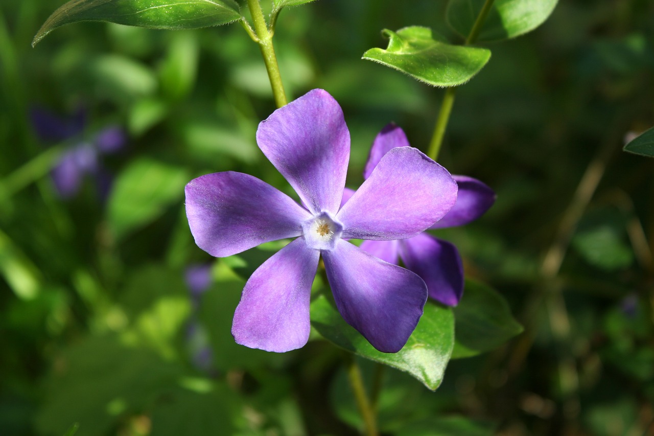 Periwinkle, Gėlė, Violetinė, Augalas, Wildflower, Pavasaris, Makro, Sodas, Gamta, Gėlės