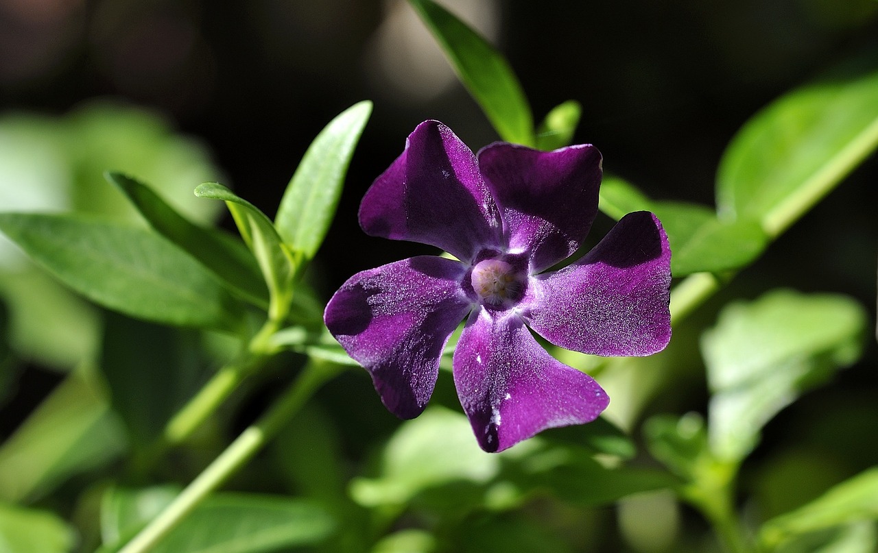 Periwinkle, Violetinė, Gėlė, Žiedas, Žydėti, Augalas, Sodas, Pavasaris, Gamta, Uždaryti