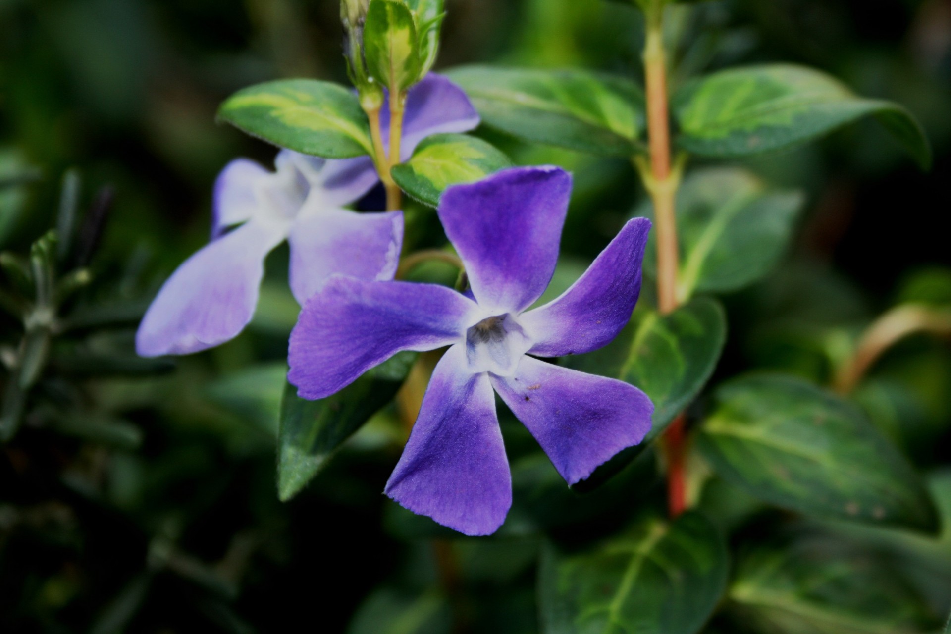 Gėlės,  Periwinkle,  Violetinė,  Skanėsto,  Žemės Danga,  Periwinkle Gėlės, Nemokamos Nuotraukos,  Nemokama Licenzija