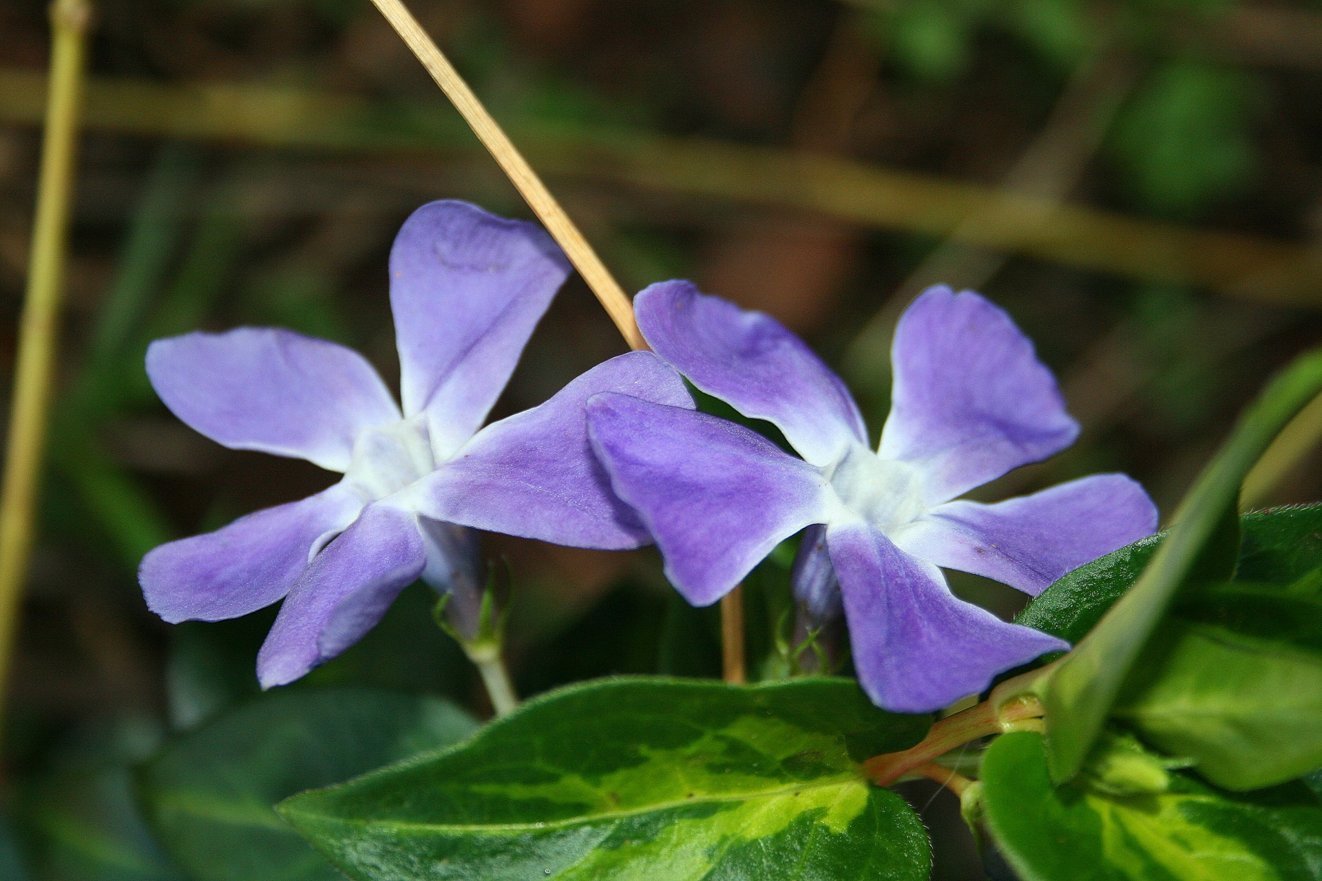 Gėlės,  Du,  Violetinė,  Subtilus,  Periwinkle Pora, Nemokamos Nuotraukos,  Nemokama Licenzija