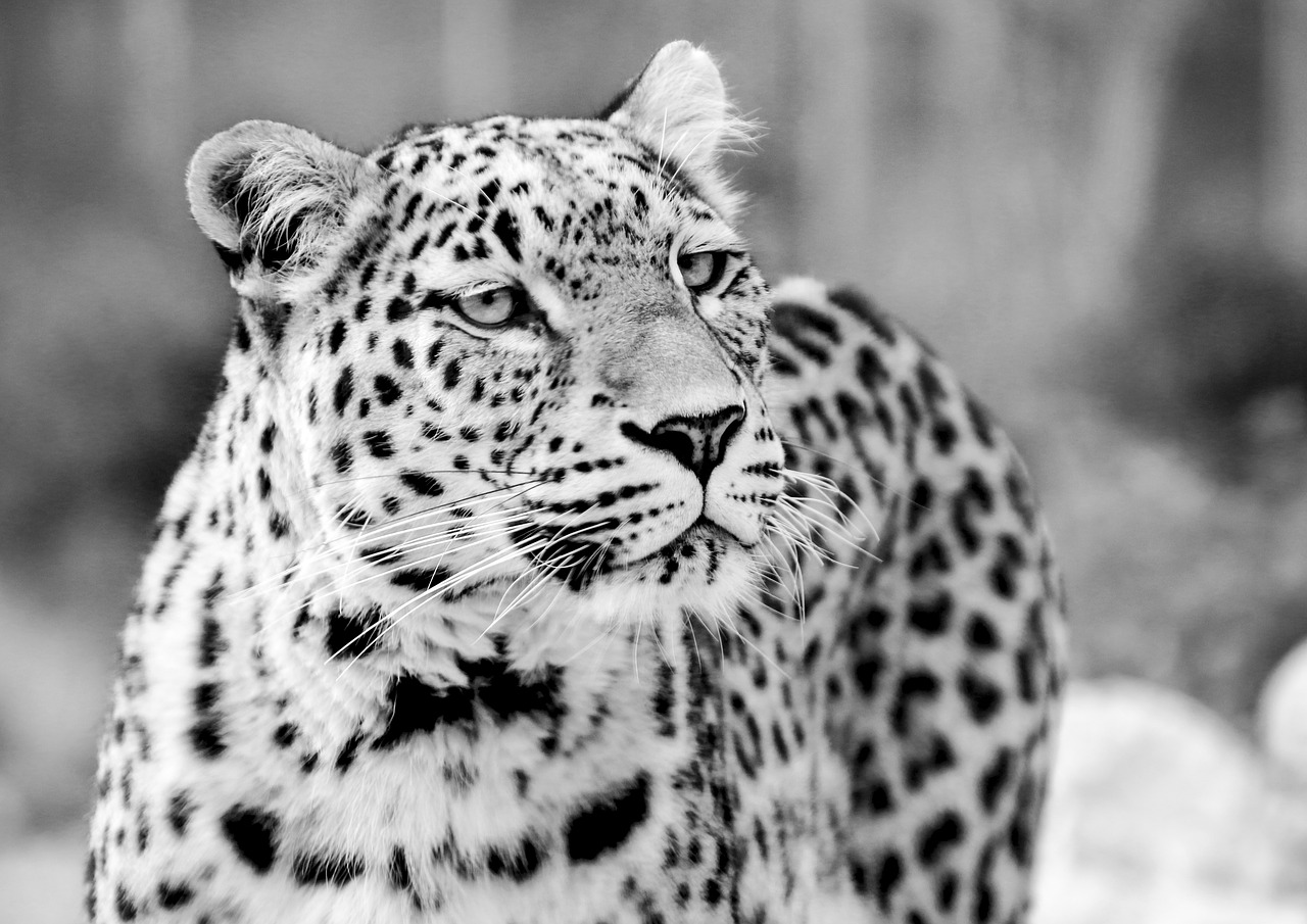 Persų Leopardas, Leopardas, Juoda Ir Balta, Juodas Baltas Įrašymas, Portretas, Uždaryti, Vaizdas, Veidas, Wallpapem, Elegantiškas