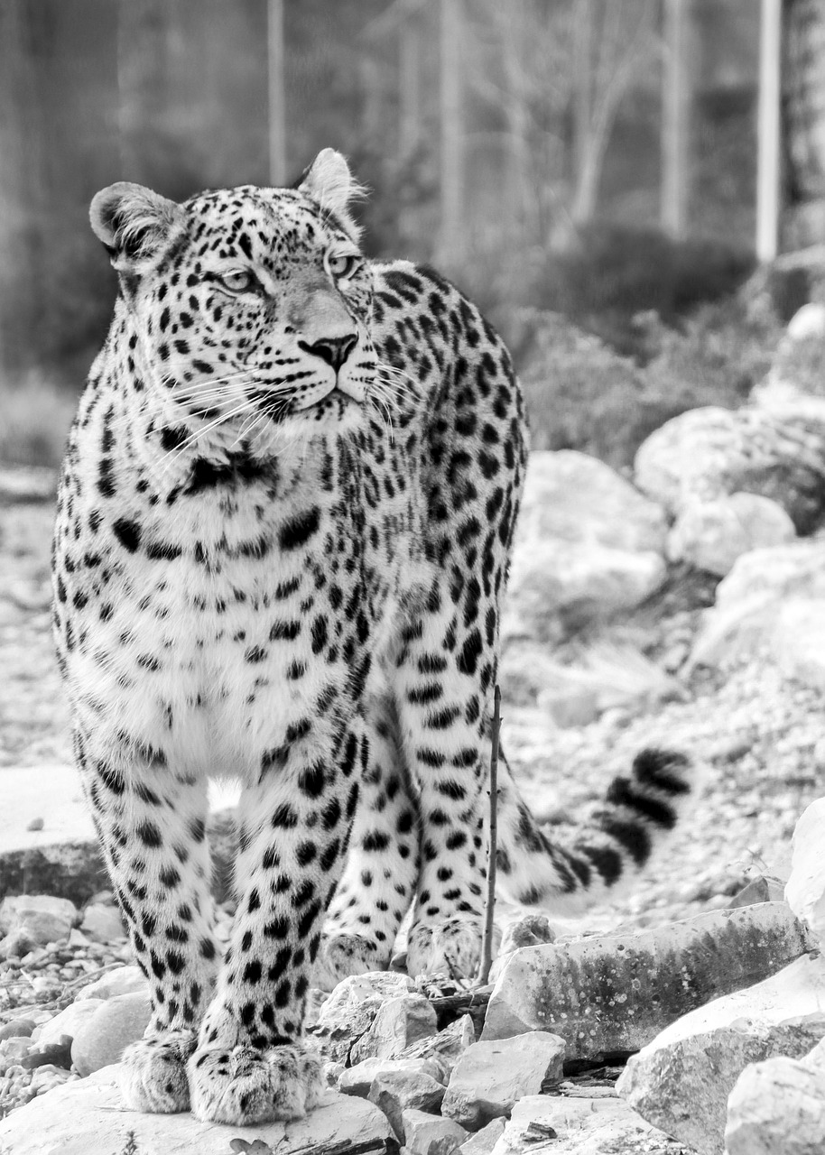 Persų Leopardas, Leopardas, Pilnas Ilgis Portretas, Juoda Ir Balta, Juodas Baltas Įrašymas, Portretas, Uždaryti, Vaizdas, Veidas, Wallpapem
