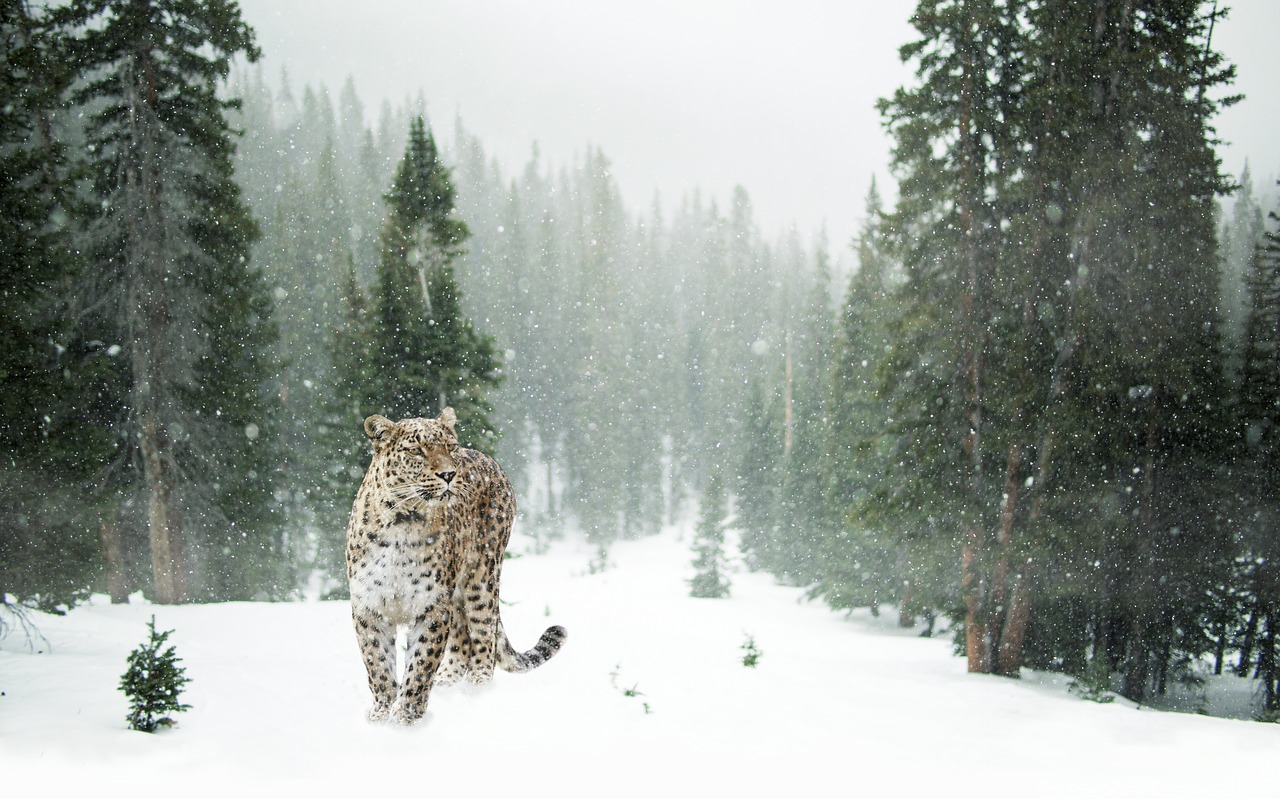 Persų Leopardas, Leopardas, Sniegas, Žiema, Pilnas Ilgis Portretas, Miškas, Portretas, Uždaryti, Vaizdas, Veidas