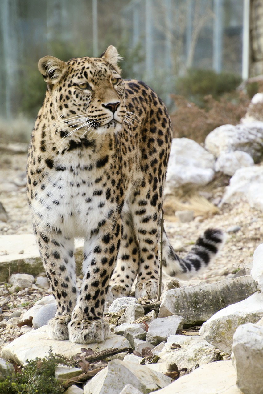 Persų Leopardas, Leopardas, Pilnas Ilgis Portretas, Portretas, Uždaryti, Vaizdas, Veidas, Wallpapem, Elegantiškas, Išraiška