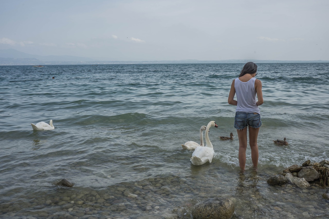 Asmuo, Mergaitė, Maitinimas, Gulbės, Paukščiai, Antis, Gamta, Laukinė Gamta, Balta, Ežero Garda