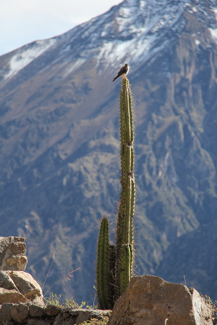 Peru, Kaktusas, Kanjonas, Nemokamos Nuotraukos,  Nemokama Licenzija