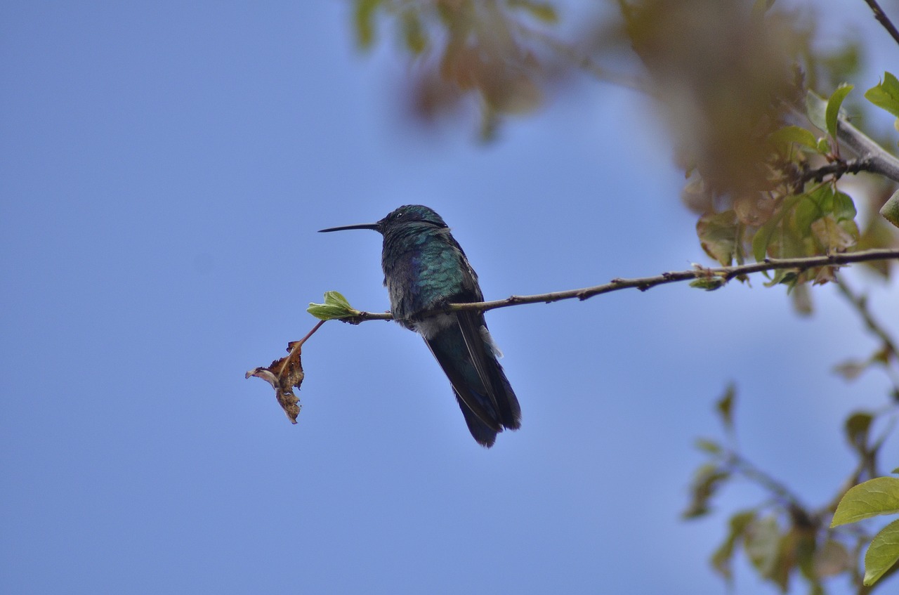 Peru, Cusco, Cuzco, Kolibris, Nemokamos Nuotraukos,  Nemokama Licenzija