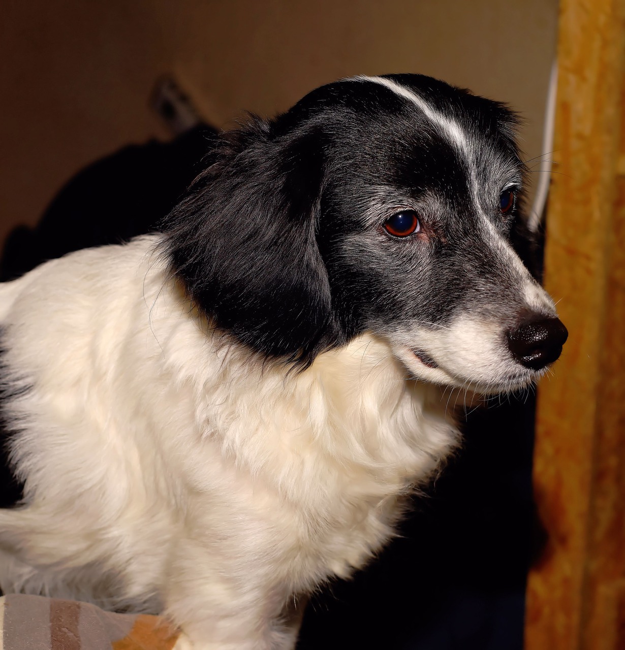 Naminis Gyvūnėlis, Šuo, Hibridas, Gyvūnas, Mažas Šuo, Nuotaika, Galva, Laukinės Gamtos Fotografija, Kailis, Dėmesio