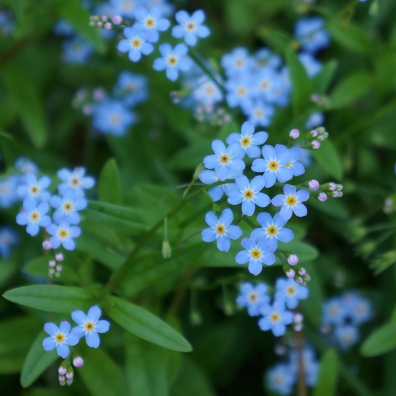 Naminis Gyvūnėlis, Myosotis, Mažos Mėlynos Gėlės, Jautrus, Švelnus, Nemokamos Nuotraukos,  Nemokama Licenzija