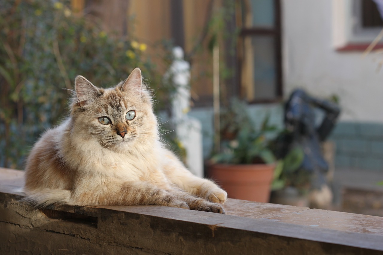 Naminis Gyvūnėlis, Gata, Katė, Gyvūnas, Kačių, Nemokamos Nuotraukos,  Nemokama Licenzija