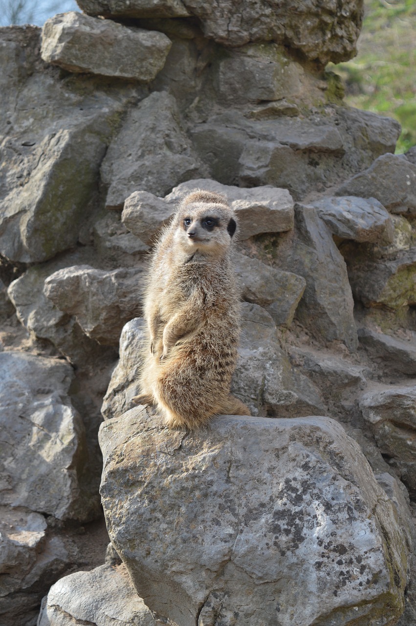 Naminis Gyvūnėlis, Surykatka, Zoologijos Sodas, Zoologijos Sodas, Nemokamos Nuotraukos,  Nemokama Licenzija