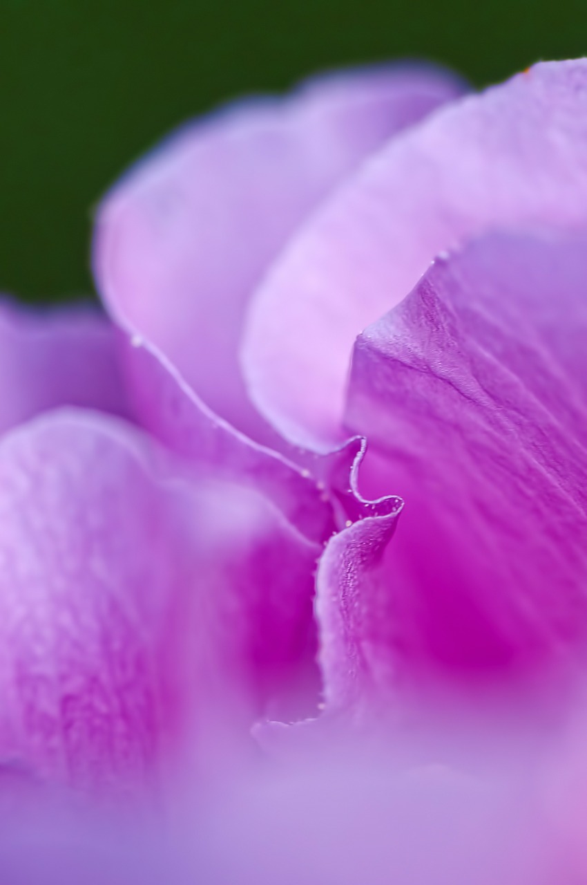 Žiedlapis, Violetinė, Gėlė, Makro, Gamta, Nemokamos Nuotraukos,  Nemokama Licenzija