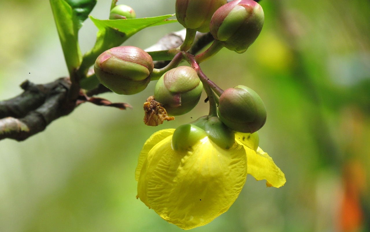 Žiedlapis, Gėlės, Geltona, Gamta, Gėlių, Vasara, Žiedas, Šviesus, Sodas, Flora