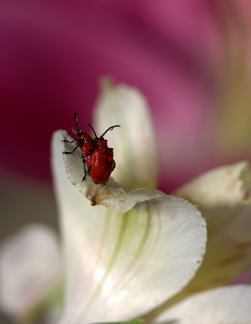 Žiedlapiai, Insekta, Gėlė, Lašai, Balta, Augalas, Nemokamos Nuotraukos,  Nemokama Licenzija