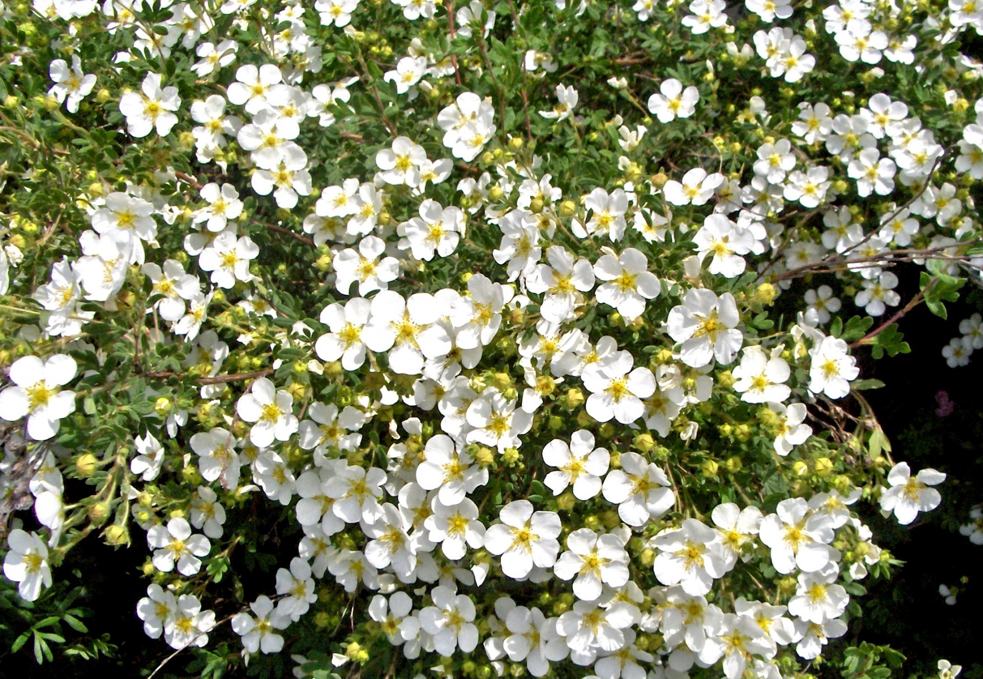 Gėlės,  Balta,  Mažos Baltos Gėlės (1), Nemokamos Nuotraukos,  Nemokama Licenzija