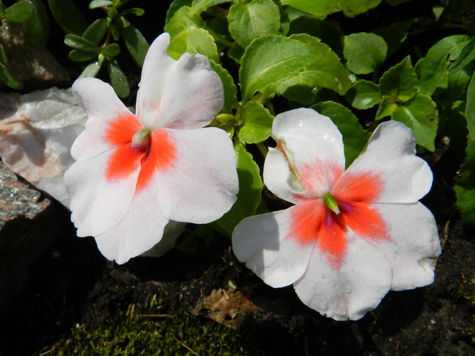 Gėlės,  Balta,  Mažos Baltos Gėlės (2), Nemokamos Nuotraukos,  Nemokama Licenzija