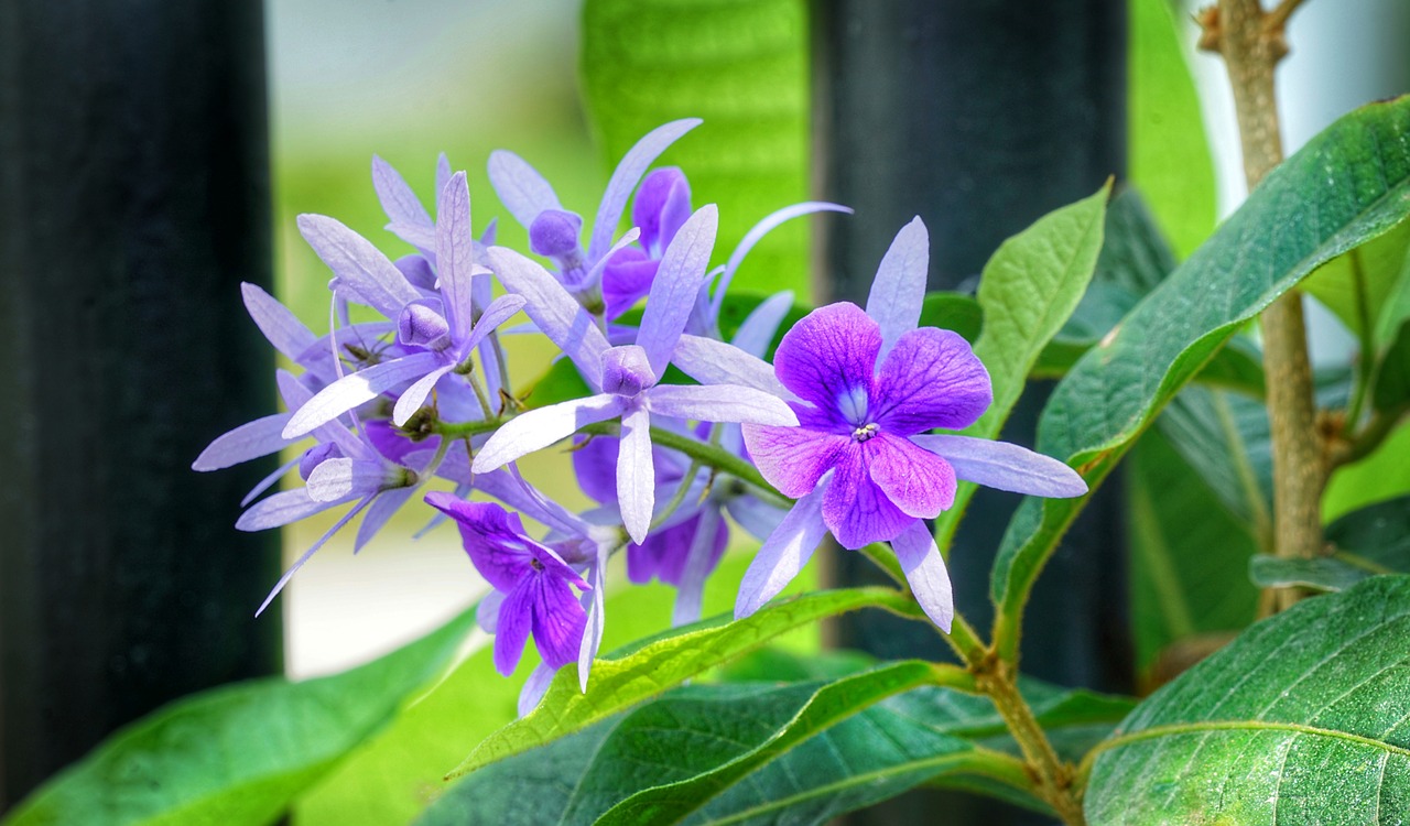 Petrea,  Alpinizmas,  Vynmedis,  Violetinė,  Balta,  Gėlė,  Flora,  Gamta,  Lapai,  Gėlių