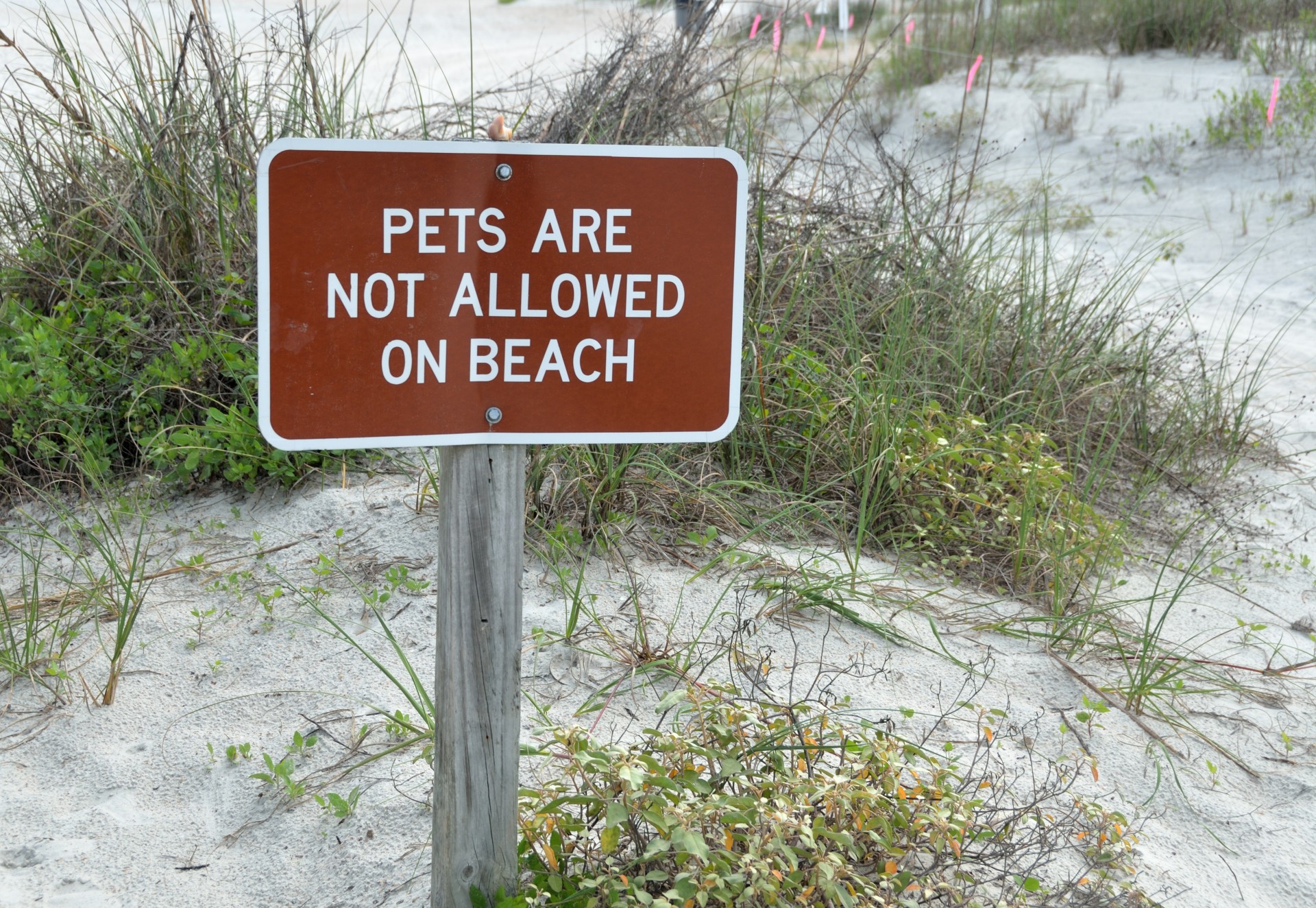 Property is not allowed. Pets are not allowed. Allowed картинки фото. Animal Beach sign. No animals allowed.