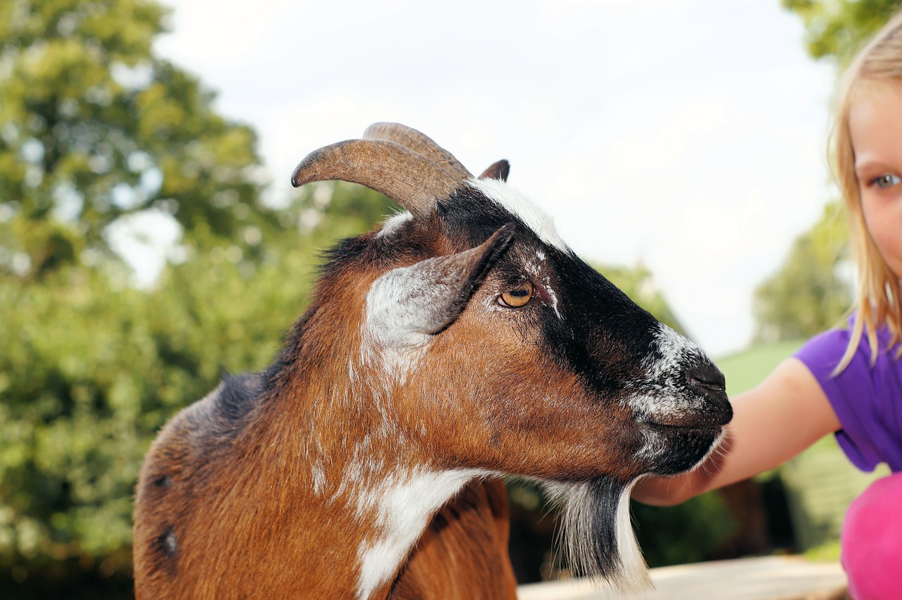 Petting Zoologijos Sode, Ožka, Insultas, Naminis Gyvūnėlis, Gyvuliai, Galva, Čiobreliai, Brangioji, Mielas, Gražus