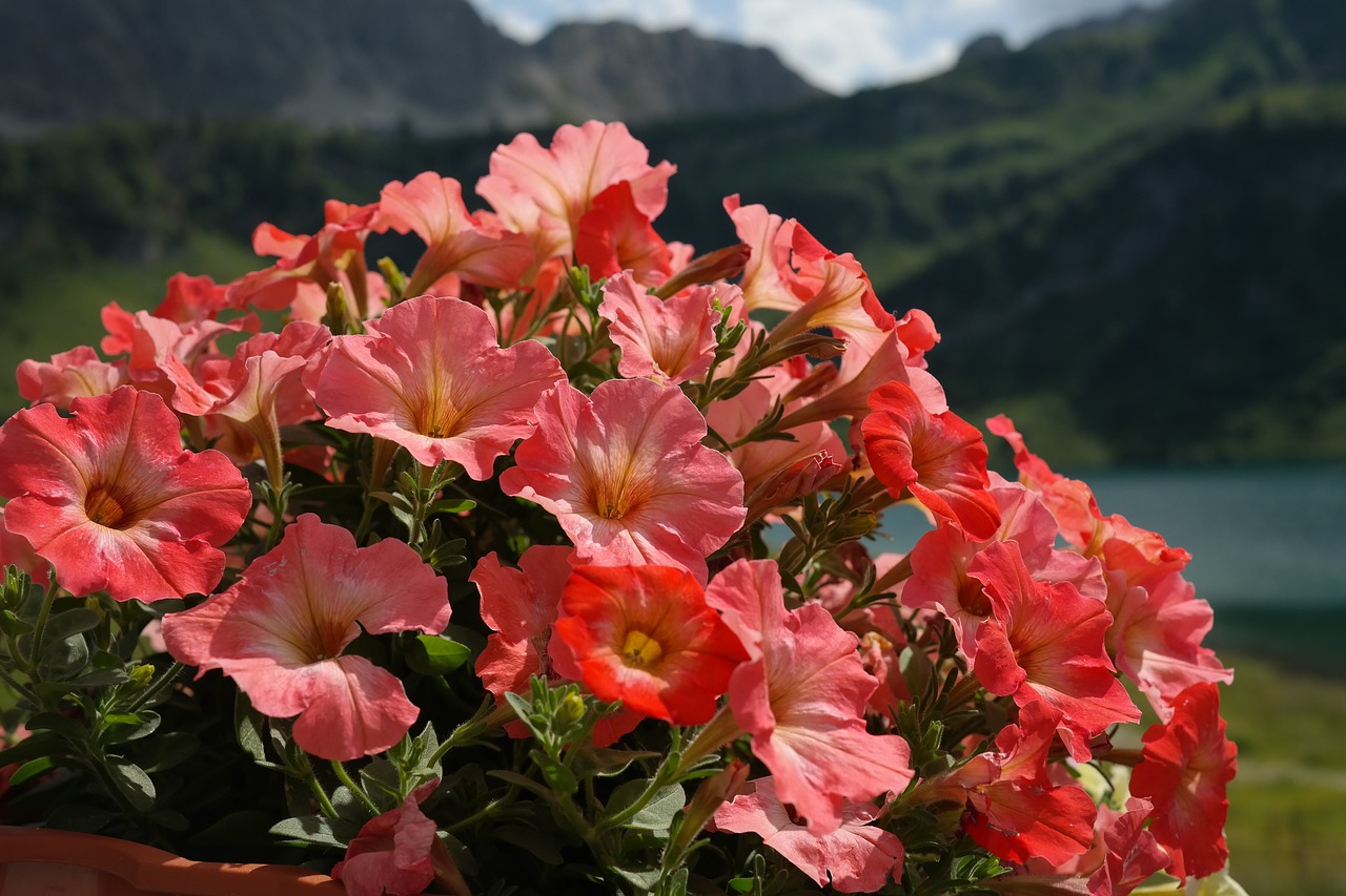 Petunija, Gėlės, Oranžinė, Nachtschattengewächs, Solanaceae, Rausvai, Flora, Dekoratyvinis Augalas, Žiedas, Žydėti