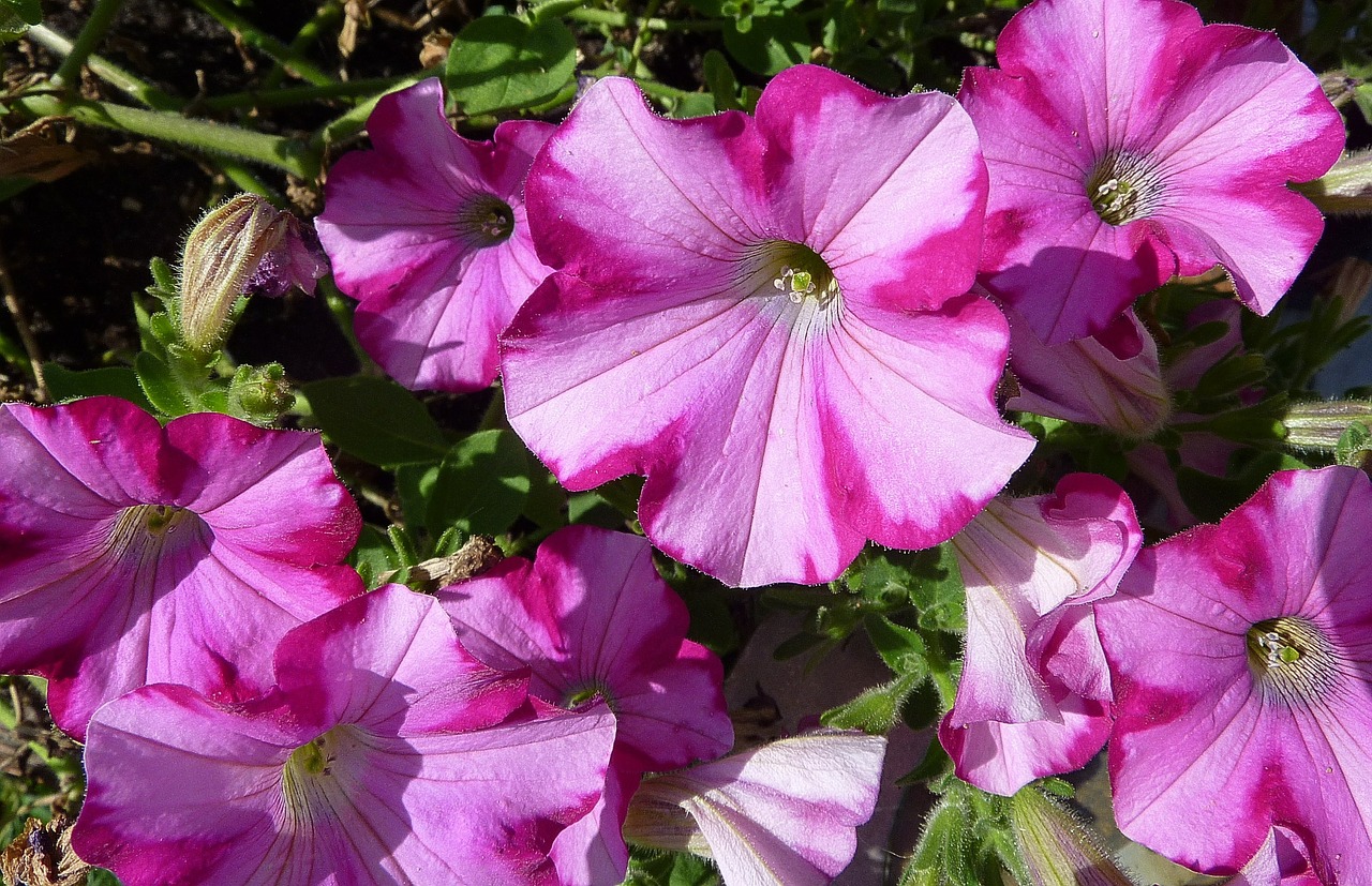 Petunija, Nachtschattengewächs, Solanaceae, Gėlės, Dekoratyvinis Augalas, Nemokamos Nuotraukos,  Nemokama Licenzija