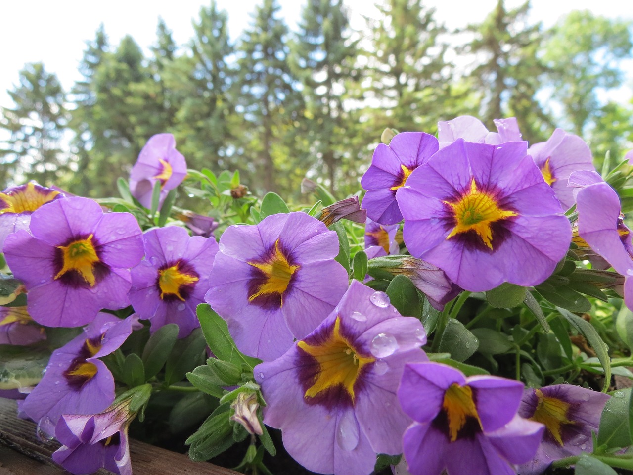 Petunijos, Violetinė, Žiedas, Makro, Gėlės, Vasara, Augimas, Botanikos, Violetinė, Margas