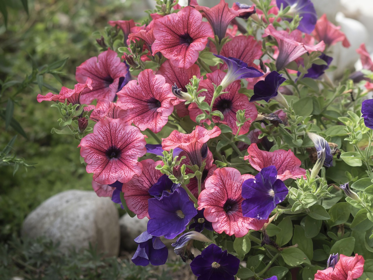 Petunias,  Gėlės,  Augalų,  Sodas,  Augalai,  Pobūdį,  Floros,  Rožinis,  Violetinė,  Žiedlapiai