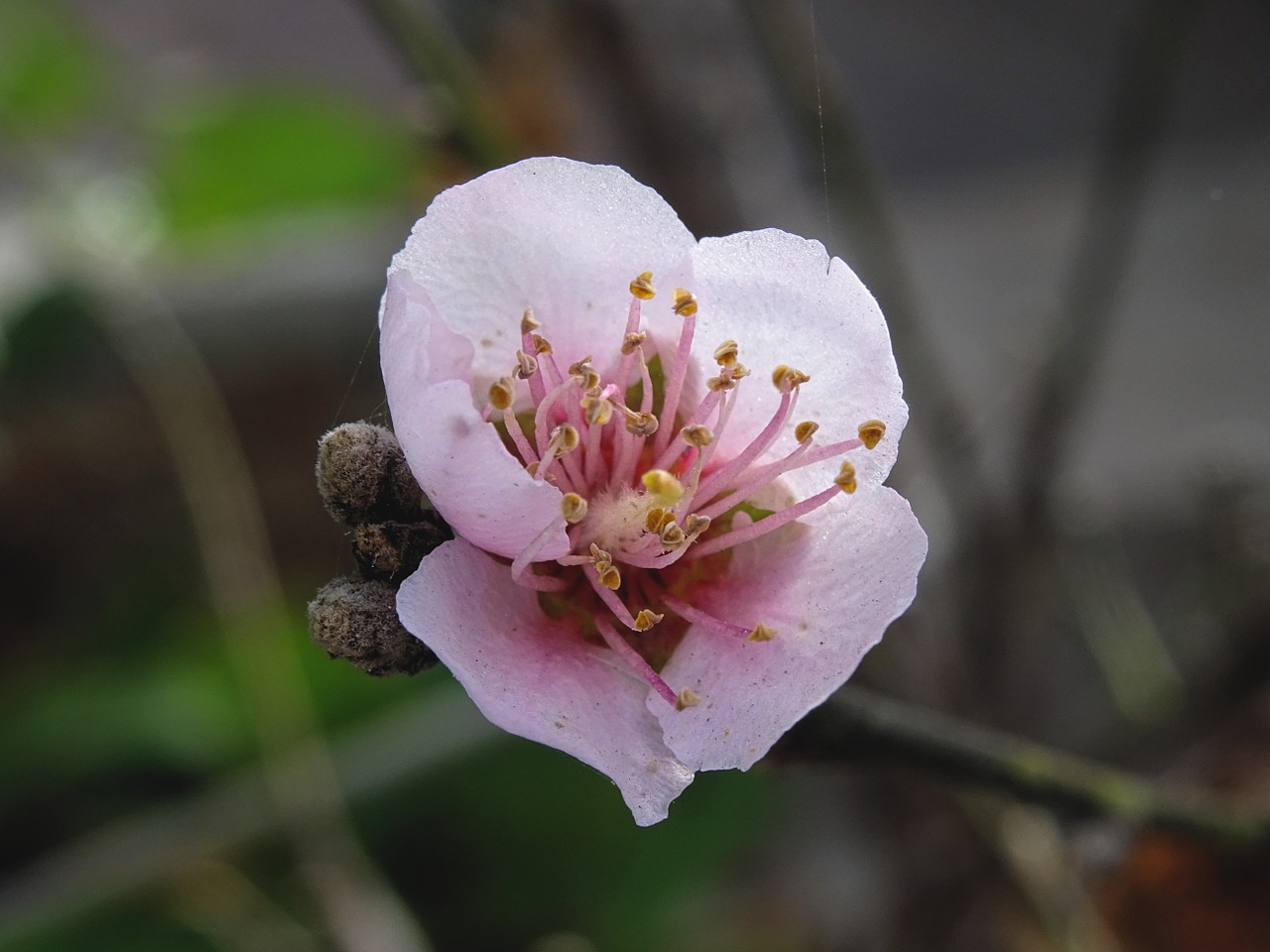 Pflaum, Žiedas, Žydėti, Makro, Pavasaris, Gamta, Prunus Americana, Žydėti, Uždaryti, Žiedas