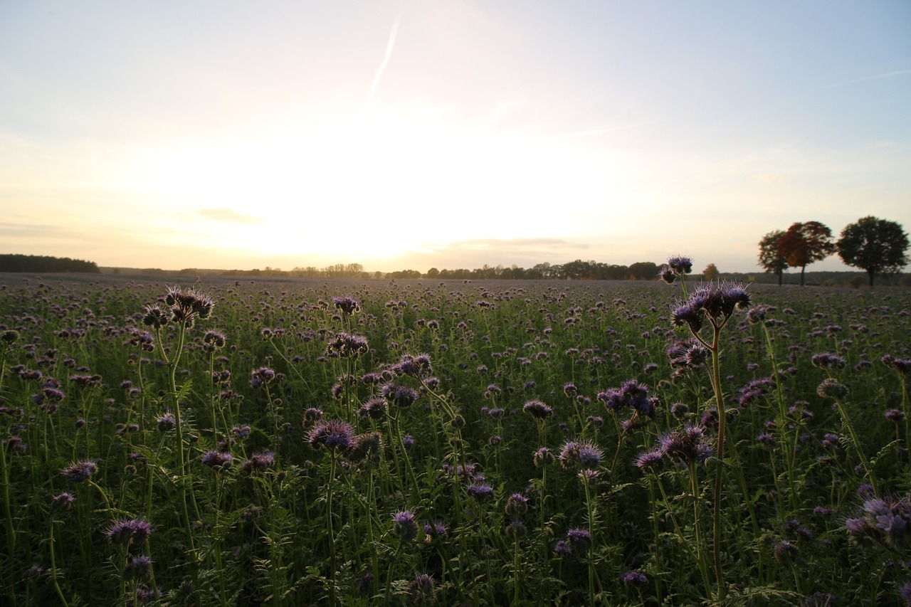 Phacelia, Bitės, Laukas, Abendstimmung, Saulėlydis, Bičių Draugas, Saulės Šviesa, Nemokamos Nuotraukos,  Nemokama Licenzija